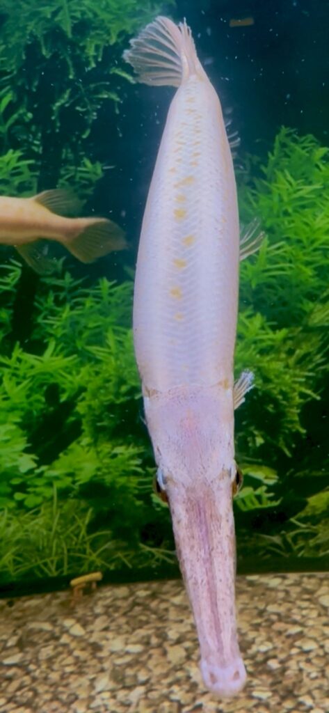 Red Florida Gar Care Guide