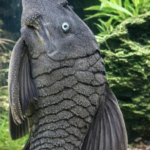 Suttoni Blue Eye Panaque :: 10-12"