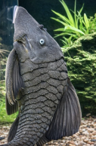 Suttoni Blue Eye Panaque :: 10-12"