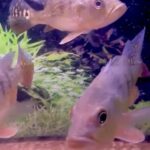 Short Body Kelberi Peacock Bass