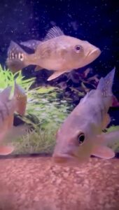 Short Body Kelberi Peacock Bass