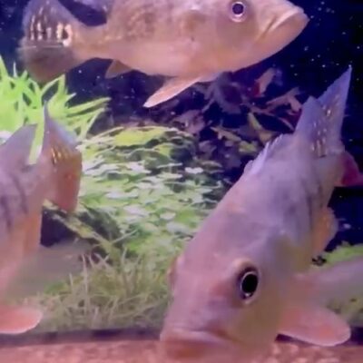 Short Body Kelberi Peacock Bass