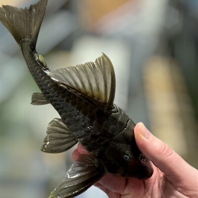 Suttoni Blue Eye Panaque :: 10-12"