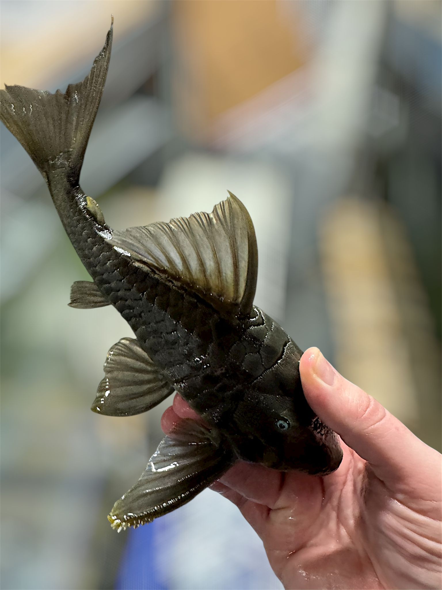 Suttoni Blue Eye Panaque :: 10-12"