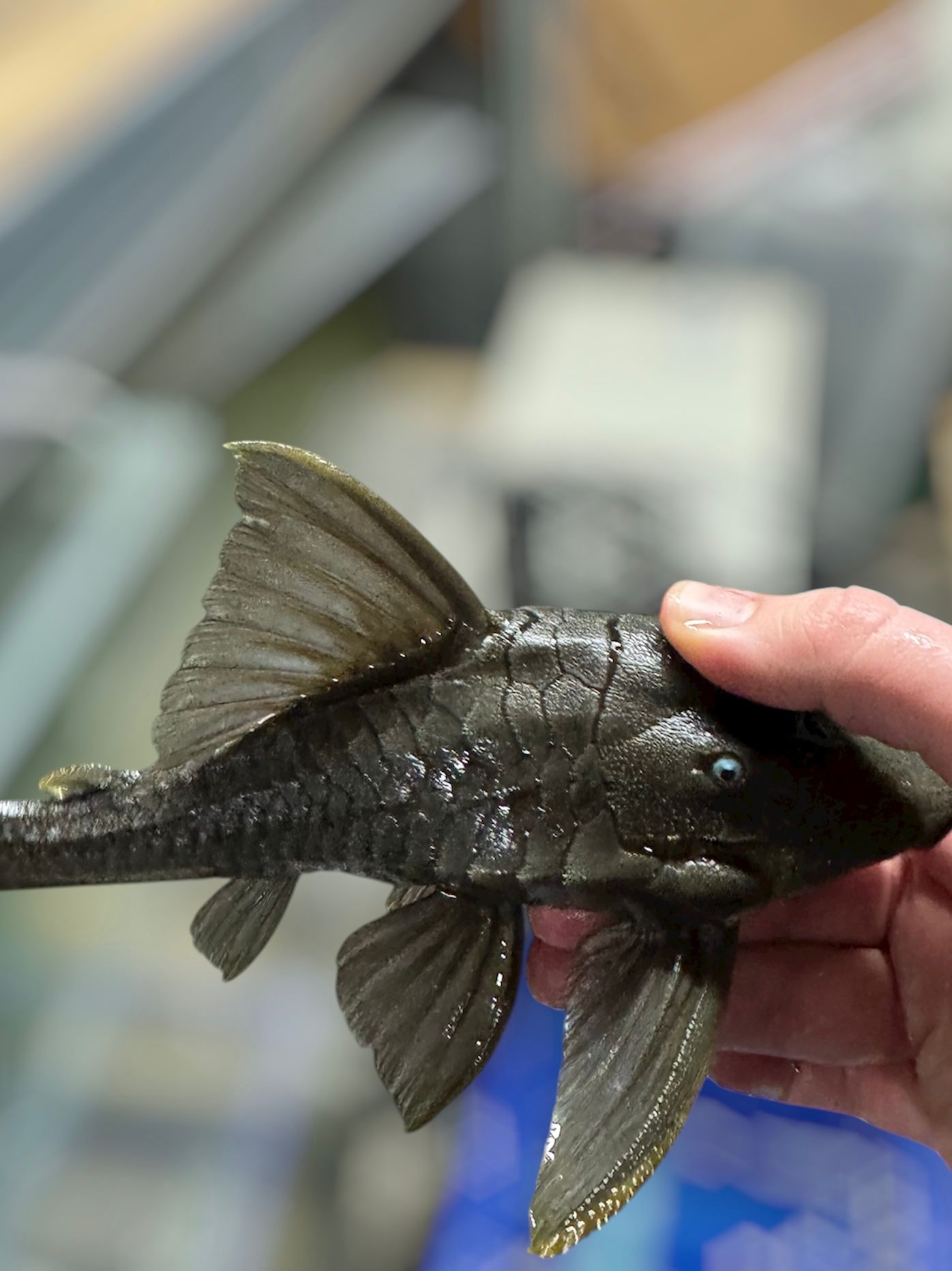 Suttoni Blue Eye Panaque :: 10-12" - Image 2