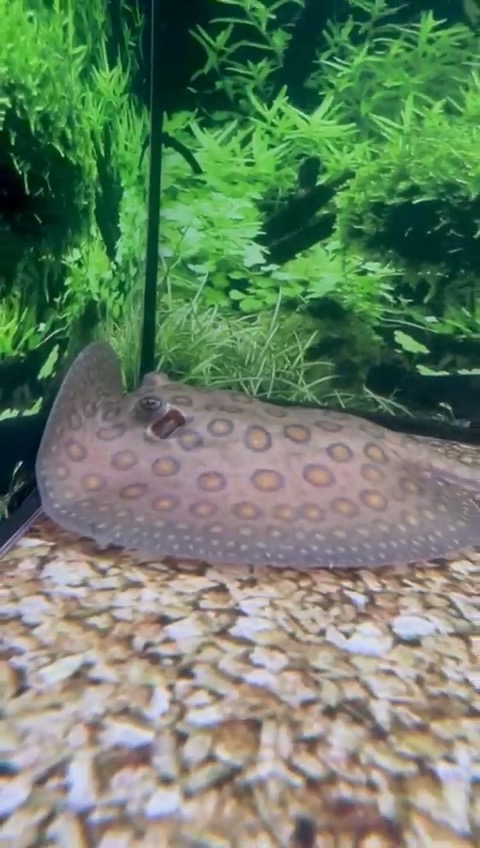 Female Motoro Stingray – Approx 6” Disc Size - Image 2
