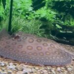 Female Motoro Stingray – Approx 6” Disc Size