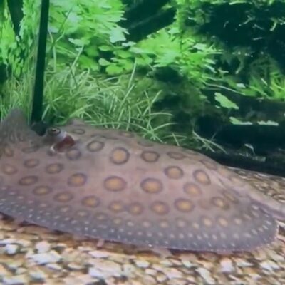 Female Motoro Stingray – Approx 6” Disc Size