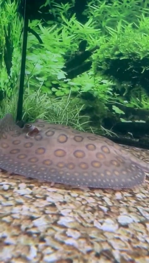 Female Motoro Stingray – Approx 6” Disc Size