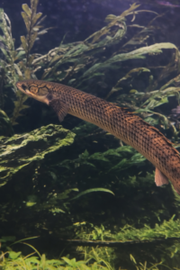Polypterus mokelembembe
