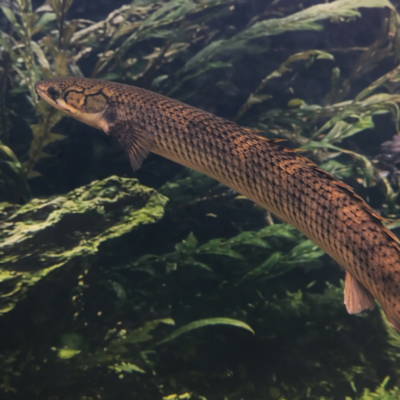 Polypterus mokelembembe