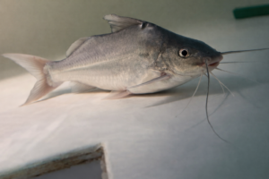 Pimelodus blochii