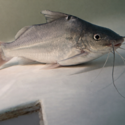 Pimelodus blochii