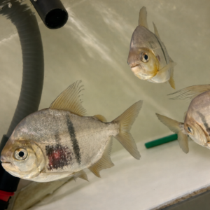 Thin Bar Silver Dollars