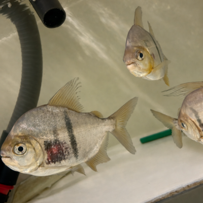 Thin Bar Silver Dollars