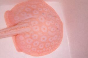 ❄️ SNOW WHITE PEARL STINGRAY – FEMALE (9–10") ❄️