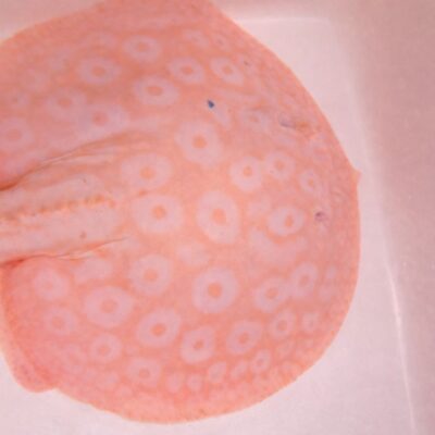 ❄️ SNOW WHITE PEARL STINGRAY – FEMALE (9–10") ❄️