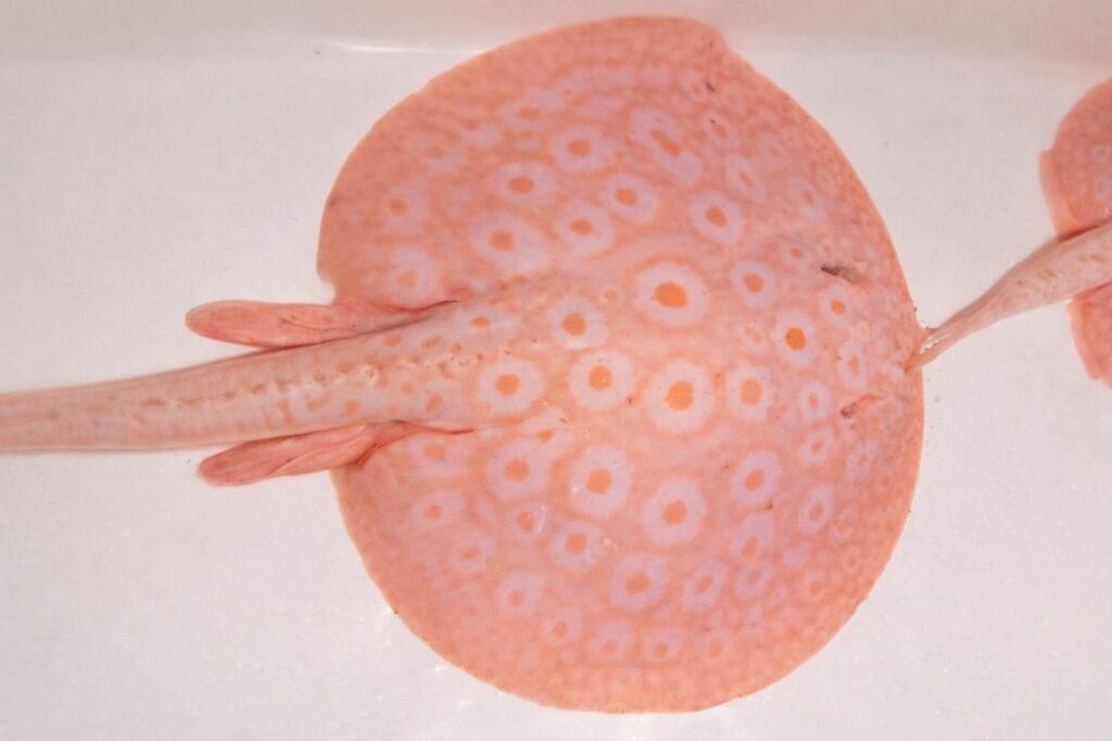 Snow White Pearl Stingray – Male (11-12") - MTF Aquatics UK