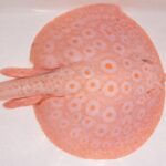 ❄️ SNOW WHITE PEARL STINGRAY – MALE (11–12") ❄️