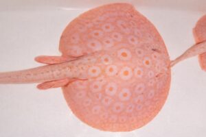 ❄️ SNOW WHITE PEARL STINGRAY – MALE (11–12") ❄️