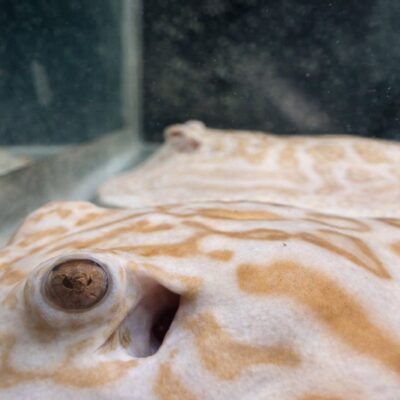 ✨ ALBINO PEARL STINGRAY – MALE (9–10″) ✨