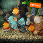 Assorted Discus - 4" :: Multi-Buy