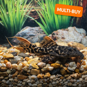 L273 Red Titanic pleco 10-12cm :: Multi-Buy
