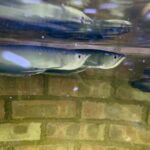 Black Arowana (Osteoglossum ferreirai) – 12–13"