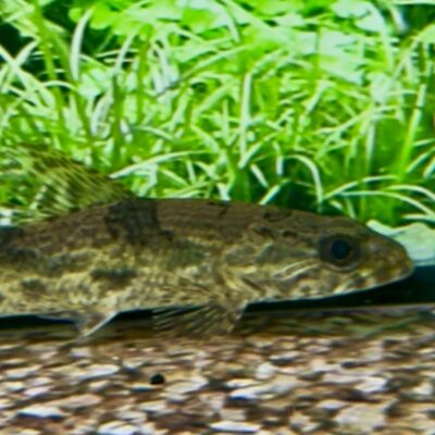 Hoplias Aimara – 5–6"