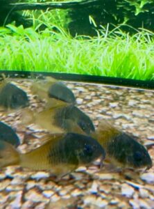 Corydoras Hoplisoma sp. aff. Concolor – CW217 (3–4 cm)