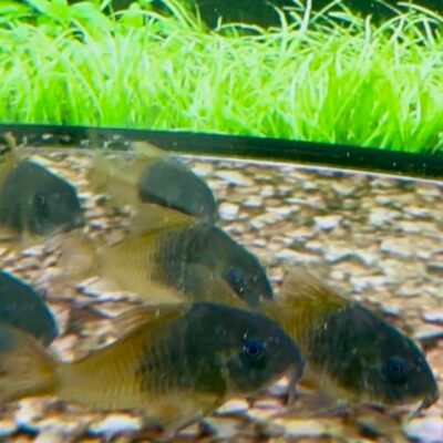 Corydoras Hoplisoma sp. aff. Concolor – CW217 (3–4 cm)