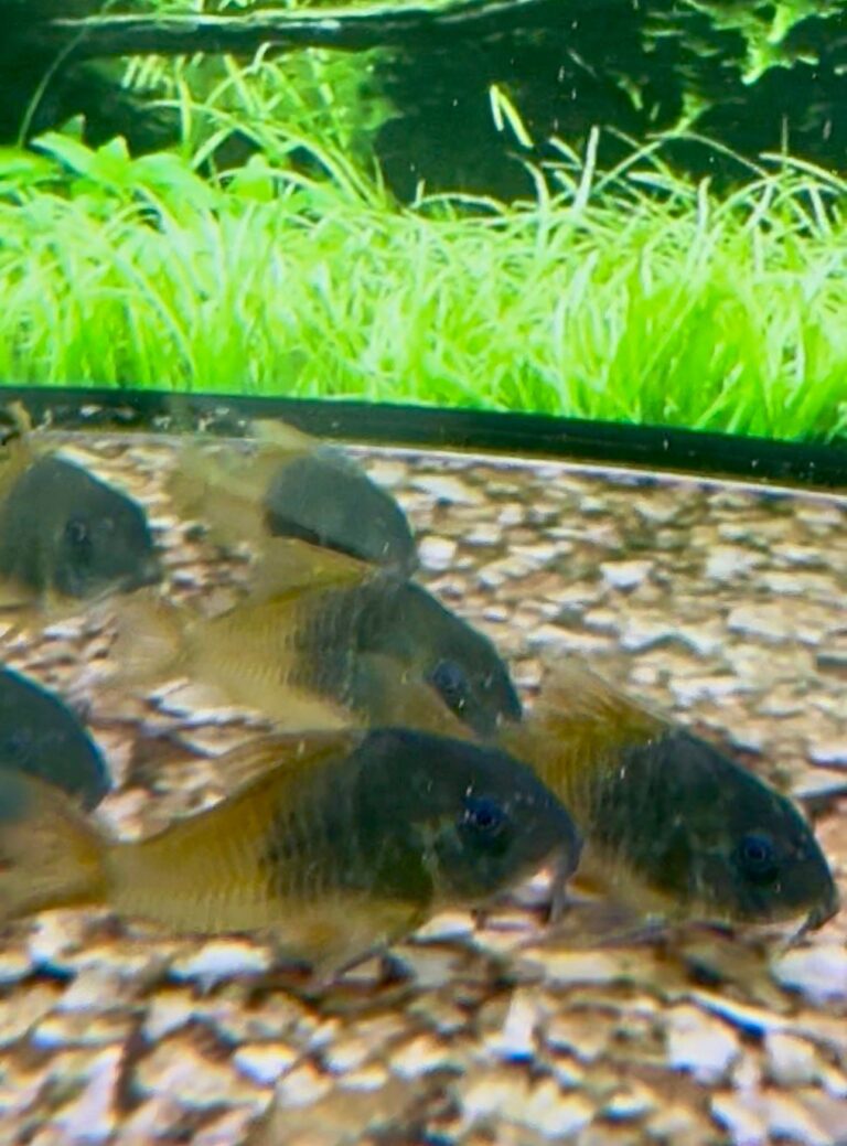 Corydoras Care Guide