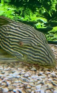 L190 Royal Pleco – 10"