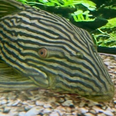 L190 Royal Pleco – 10"