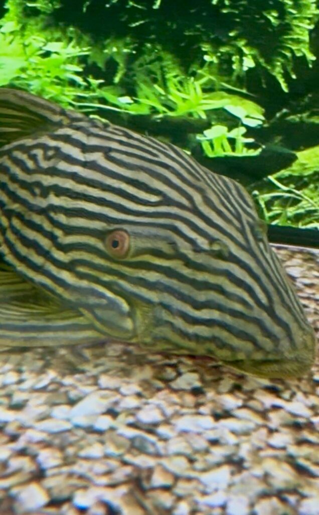 L190 Royal Pleco – 10" - MTF Aquatics UK