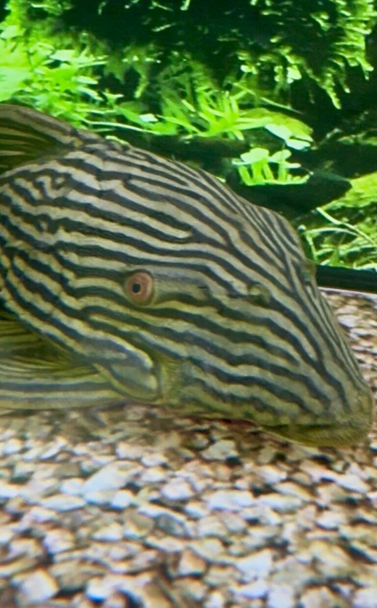 Royal Pleco & L-Number Plecos Care Guide