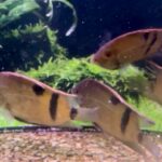 Panda Uaru Cichlid – Uaru fernandezyepezi