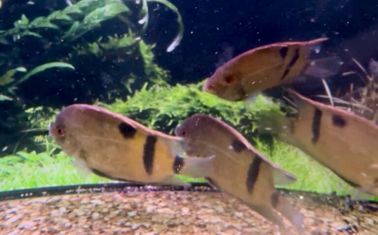 Uaru Cichlid Care Guide