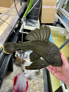 L191 pleco - XL