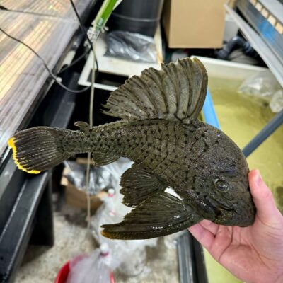 L191 pleco - XL