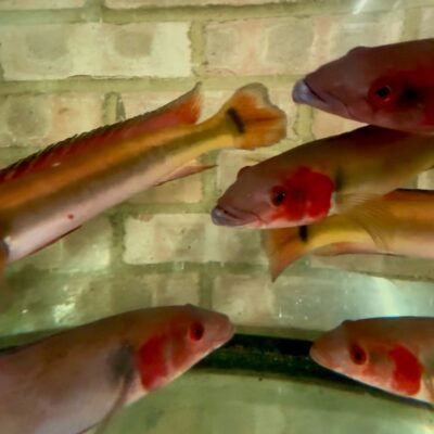 Red Atabapo Pike Cichlid – 13"