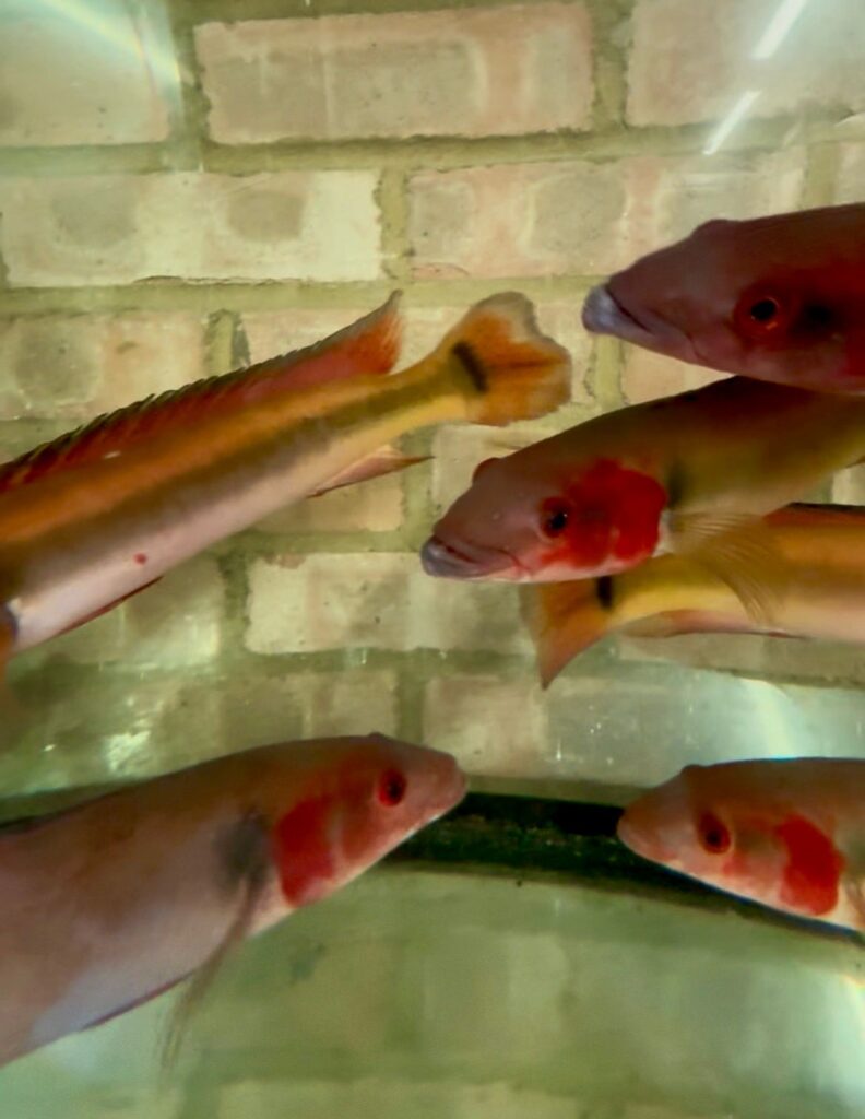 Pike Cichlid Care Guide