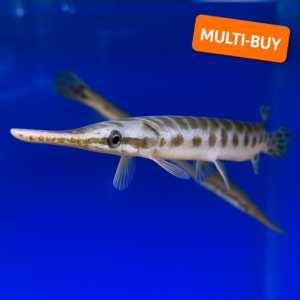 Florida Gar Small :: Multi-Buy