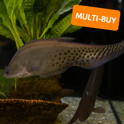 Royal Knifefish - L :: Multi-Buy