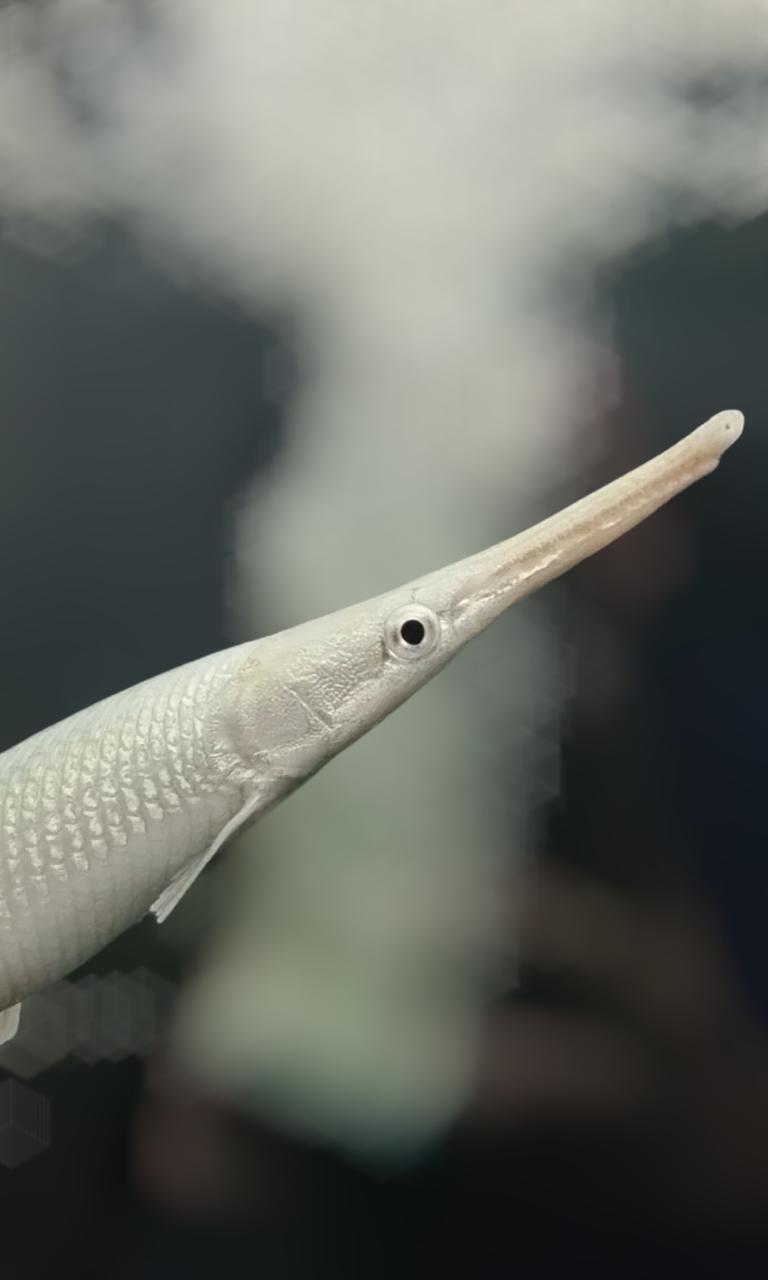 Florida Gar Care Guide