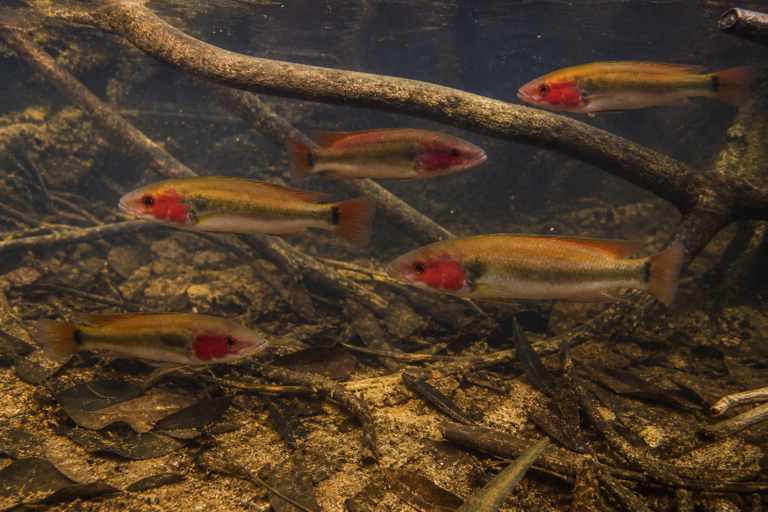 Pike Cichlid Care Guide