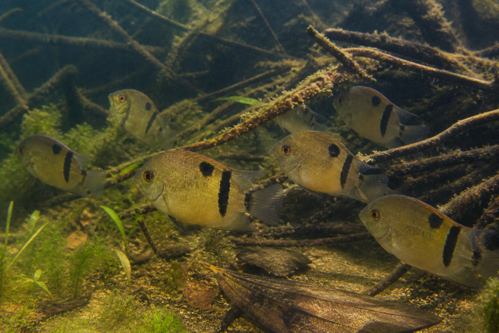Uaru Cichlid Care Guide