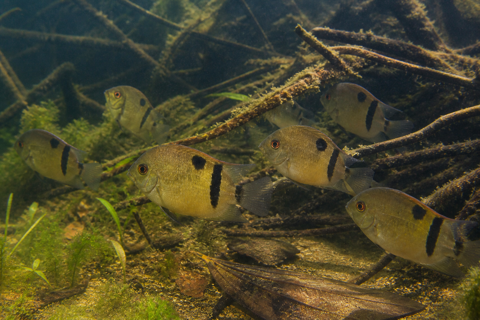 Uaru Cichlid Care Guide