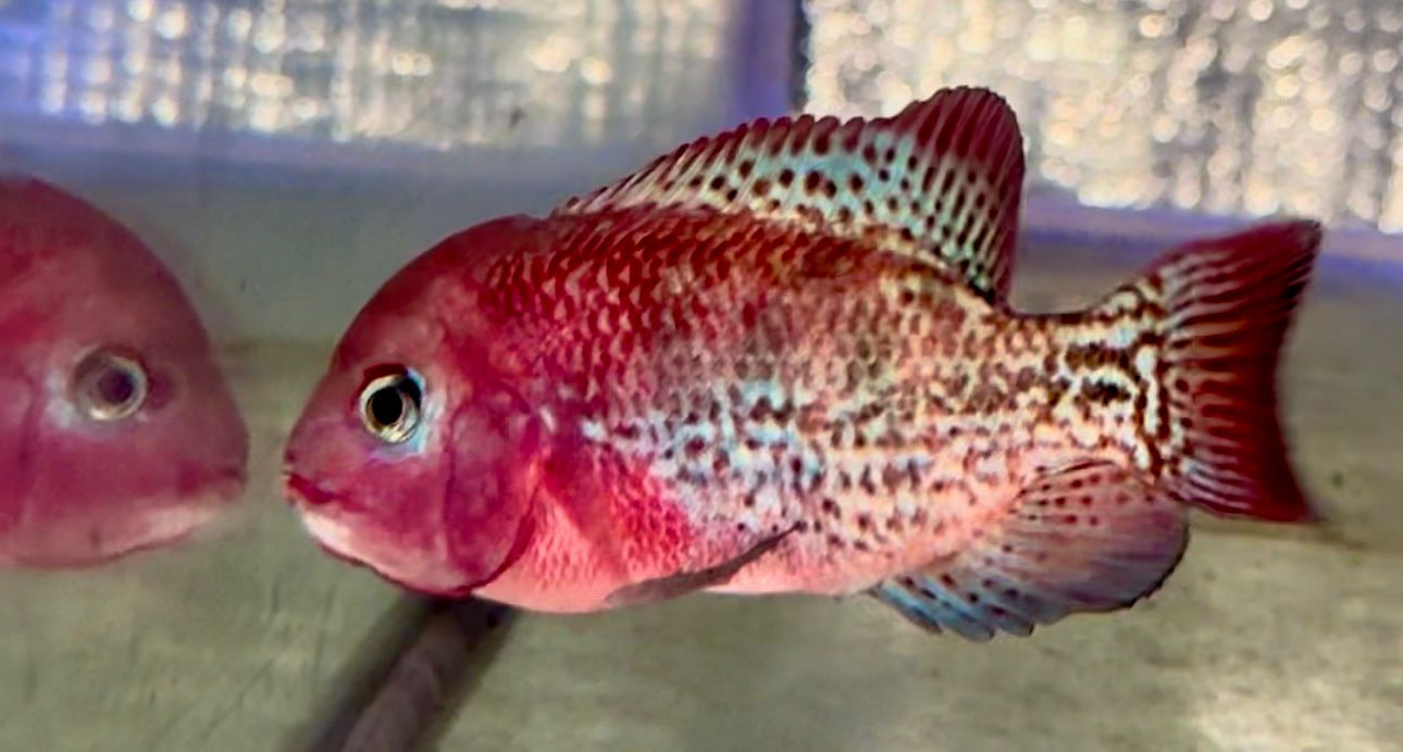 Fish store near me? Get rarer fish, pro kit, and expert care delivered UK‑wide