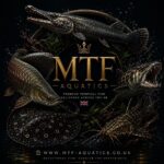 MTF Aquatics